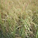 Vraj-Yatra-2014- (278)